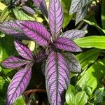 Strobilanthes auriculataLehti