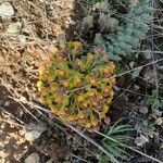 Euphorbia rigidaFlor