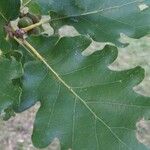 Quercus pubescens Blad