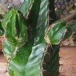 Euphorbia resinifera Leaf