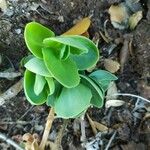 Hylotelephium anacampseros Leaf