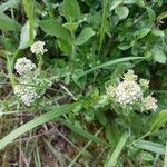 Lepidium campestreBlüte