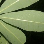 Pachira sessilis Leaf