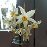 Narcissus tazetta Bloem