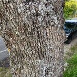 Quercus ilex Bark
