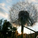 Taraxacum rubicundum Mbuma