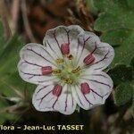 Geranium cazorlense Kvet