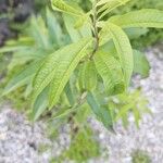 Aloysia citrodora Leaf