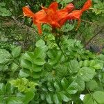 Tecomaria capensis Blüte