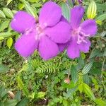 Pleroma semidecandrum Flower