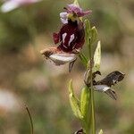 Ophrys ferrum-equinum 形态