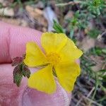 Fumana viridis Flower