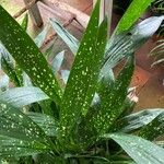 Aspidistra lurida List