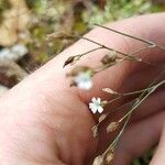 Petrorhagia saxifragaFlower