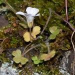 Saxifraga corsica Habitus