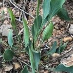 Bupleurum rigidum Leaf