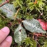 Goodyera oblongifolia Leaf