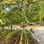 Pinus elliottii Folha