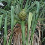 Pandanus tectorius Frukt