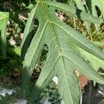 Solanum aviculare Levél