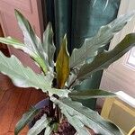 Alocasia lauterbachiana Blatt