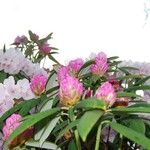 Rhododendron argyrophyllum പുഷ്പം