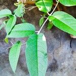 Buddleja madagascariensis Liść