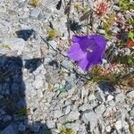 Campanula scheuchzeriFlor