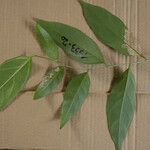Leonia glycycarpa Hoja
