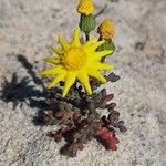 Jacobaea minuta Habit