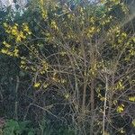 Forsythia viridissima Vivejo