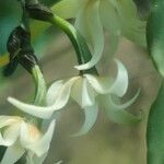 Cyrtorchis monteiroae Flor