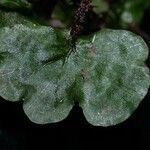 Trichomanes godmanii Leaf