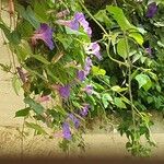 Ipomoea indicaЦвят