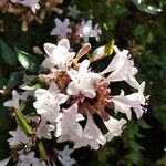 Abelia x grandiflora Flor