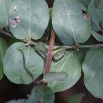 Cremaspora triflora Leaf