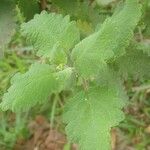 Tetradenia riparia Leaf