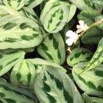Maranta cristata Flor
