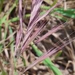 Bromus rubens Flower