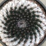 Mammillaria sempervivi Corteza