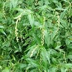 Persicaria hydropiper Fruit