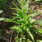 Penstemon pallidus Habit