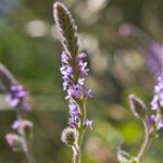 Verbena lasiostachys പുഷ്പം