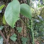 Schefflera heptaphylla 樹皮
