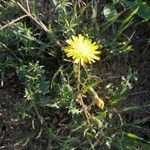 Sonchus tenerrimusLeht