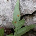 Polypodium cambricum পাতা