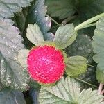 Potentilla indica Fruto