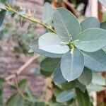 Eucalyptus gillii Leaf