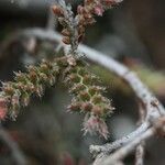 Erica galioides Blüte