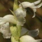 Spiranthes cernua Flower